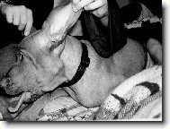 M� n�s na h�ku!