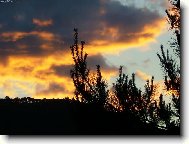 borovice v mrac�ch