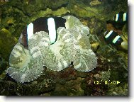 Jak se �ije pod vodou