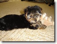 Danny - n� mal� ro����ek :o)