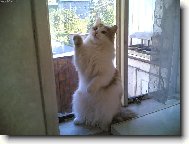 Zrzek pan��kuje :-)