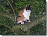 Jsem z toho na v�tvi...