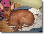 Jed�k a Pampal�nek