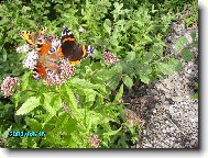 Beskydsk� n�dhera