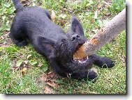 pes nebo netop�r?!