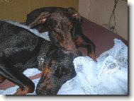 Fox��ek a jeho nev�sta Sydny