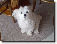 Andy...b�l� kr�sn� and�l