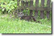 Vojt�ek-hlava rodiny