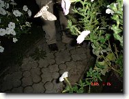 Nosatka dlouhozob�