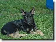 Ashanty z Borkova ml�na