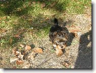 Barbucha a jej� prvn� podzim