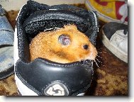 Na�e mil� Hryzalka