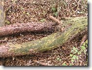 p��roda �aruje