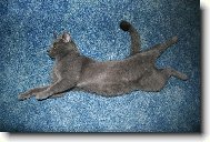 Tob��kovo leno�en�