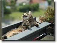 panel�kov� lovec