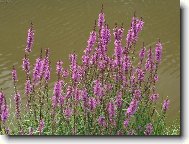 nep�ehl�dnuteln� kr�sa rostlin u rybn�ka