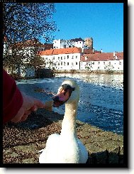 Krmen� drav� zv��e