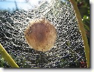 Budouc� �ivot v kokonu