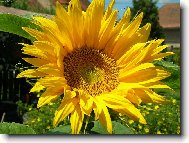 slune�nice na zahrad�