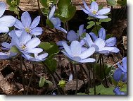 T�en� se na jaro