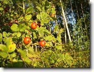 ��pek mezi b��zami