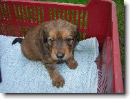 No nejsem rozko�nej?