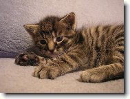 n� Mike�ek jako mrn�