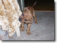 Rhodesk� ridgeback