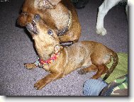 T�bor 06 Such� Rudn�