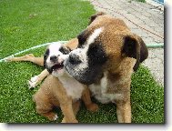 �istil sis dneska zoubky?