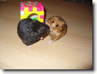 Hryzalka a Krte�ek