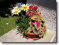 Kv�tinov� m�sa