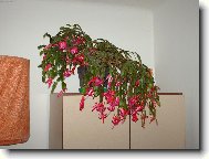 V�no�n� kaktus