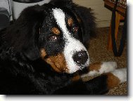 To m�m, ale kuku� :)