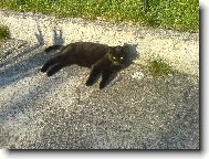 Mike� se vyh��v� ...