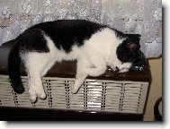 po��dne se oh�eju a pak se pudu teprve probehnout