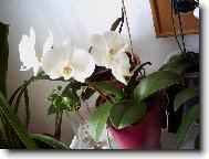 B�l� orchidej