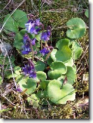 D��patka horsk�