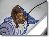 Jessien�ina koupel