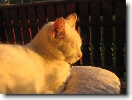 To ve�ern� slunko je nep��jemn�