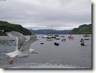 Racek chechtav� v Portree