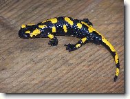 Salamandra �kvrnit�