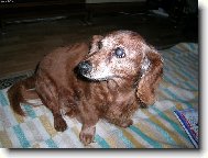 Jsem prost� andilek