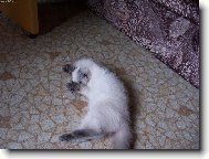 Britsk� colorpoint