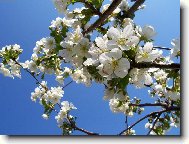 Kvetouc� vi�e�