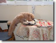 Z�kusky mi nejedou,ale t� zelenin� neodol�m.