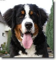 Jsem, ale ko�en :)