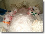 saj�c� sp�c�