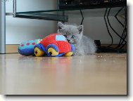 Auta se v�bec neboj�m!