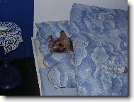 mal� Johny v na�� velk� posteli